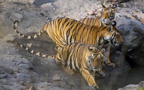 Wildside Nature Photography Adventures-The Tiger Safari-Best Jungle Safari Package