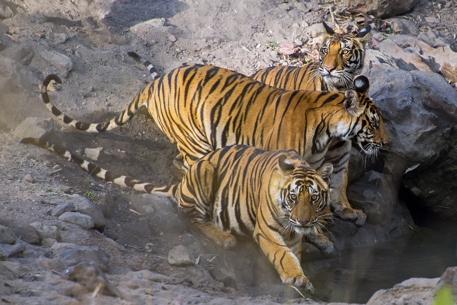 Wildside Nature Photography Adventures-The Tiger Safari-Best Jungle Safari Package