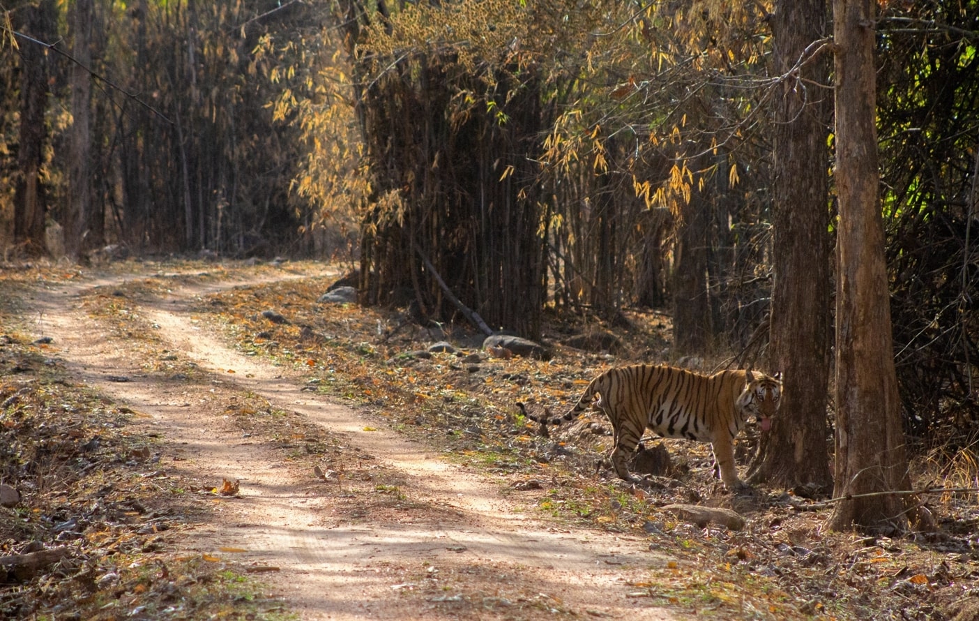 BMW of Pench-Tiger Safari Package In India-Best Jungle Safari-TheTigerSafari Company