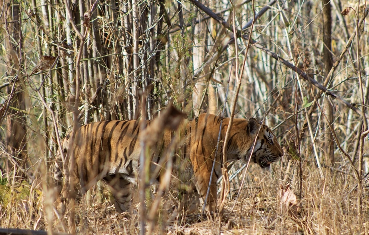 BMW of Pench-Tiger Safari Package In India-Best Jungle Safari-TheTigerSafari Company