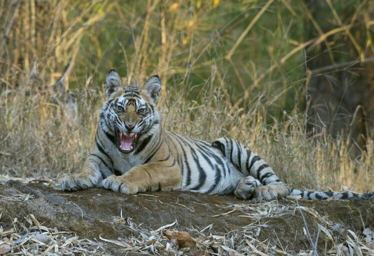 Bandhavgarh Tiger Heaven-Tiger Reserve Tour-Bandhavgarh National Park Safari-Bandhavgarh Safari Booking-Tiger Safari Package-TheTigerSafari