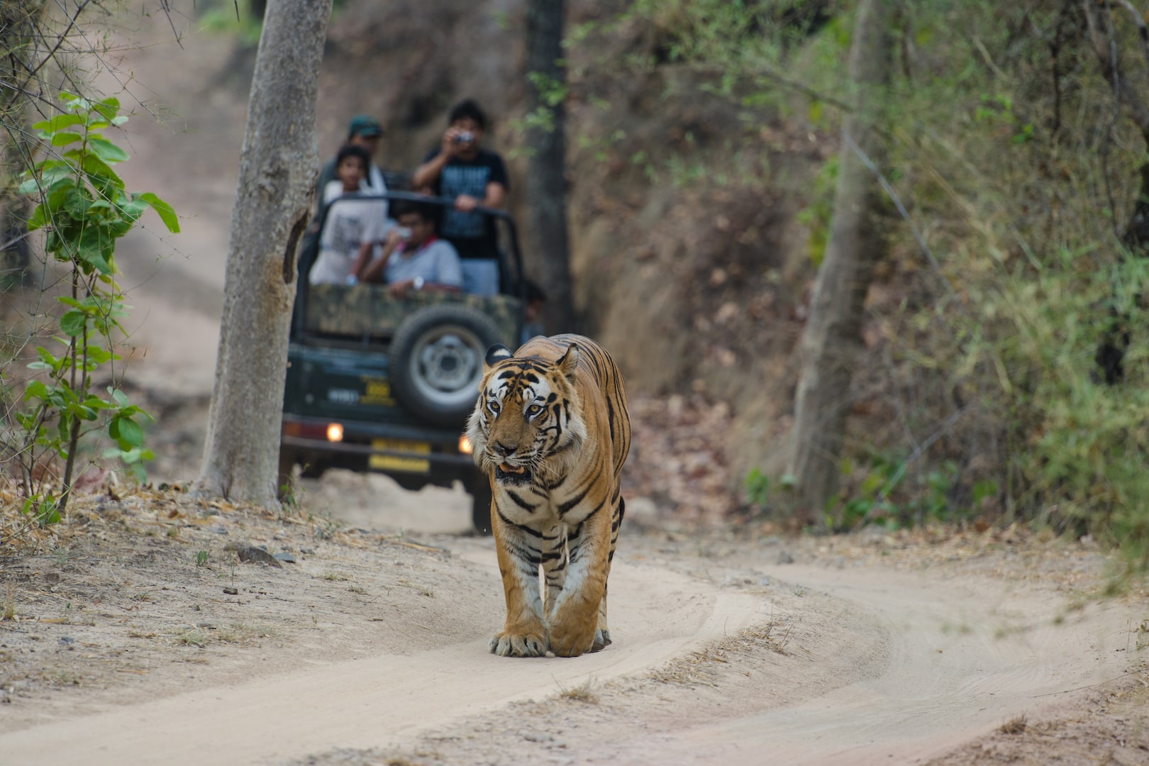 Bandhavgarh Tiger Heaven-Tiger Reserve Tour-Bandhavgarh National Park Safari-Bandhavgarh Safari Booking-Tiger Safari Package-TheTigerSafari Company