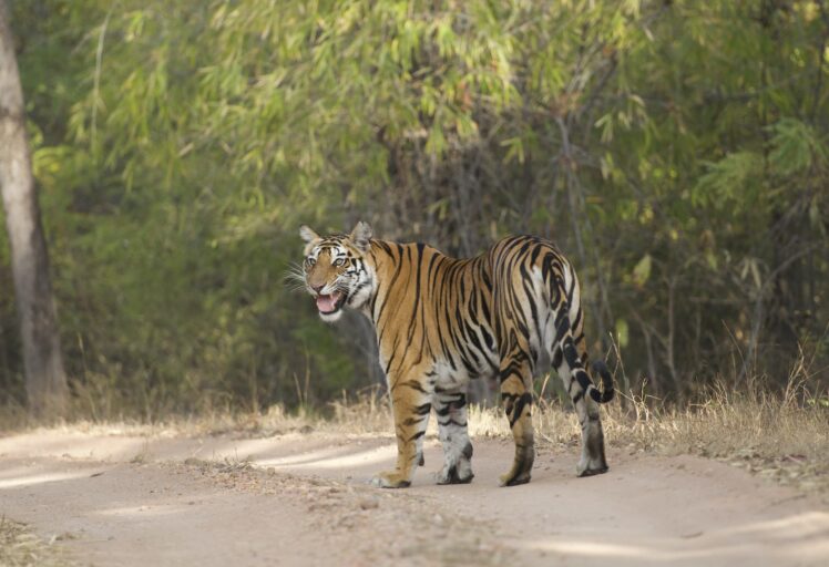 Chitwan National Park Nepal-Jungle Safari Booking-Tiger Reserve Packages-Best Tiger Safari Company in India-Tiger Reserve Tour Packages-TheTigerSafariCompany