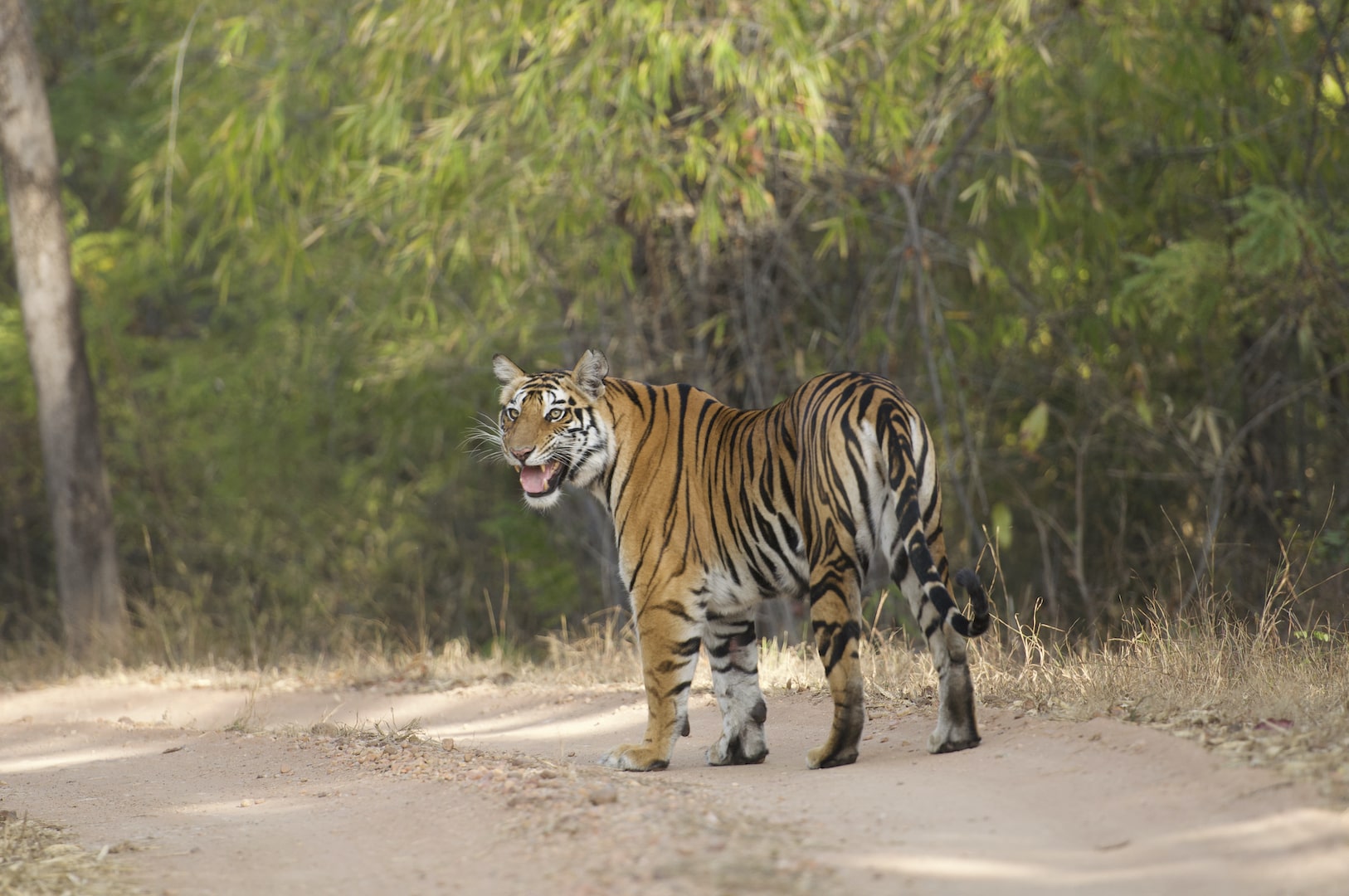 Chitwan National Park Nepal-Jungle Safari Booking-Tiger Reserve Packages-Best Tiger Safari Company in India-Tiger Reserve Tour Packages-TheTigerSafariCompany