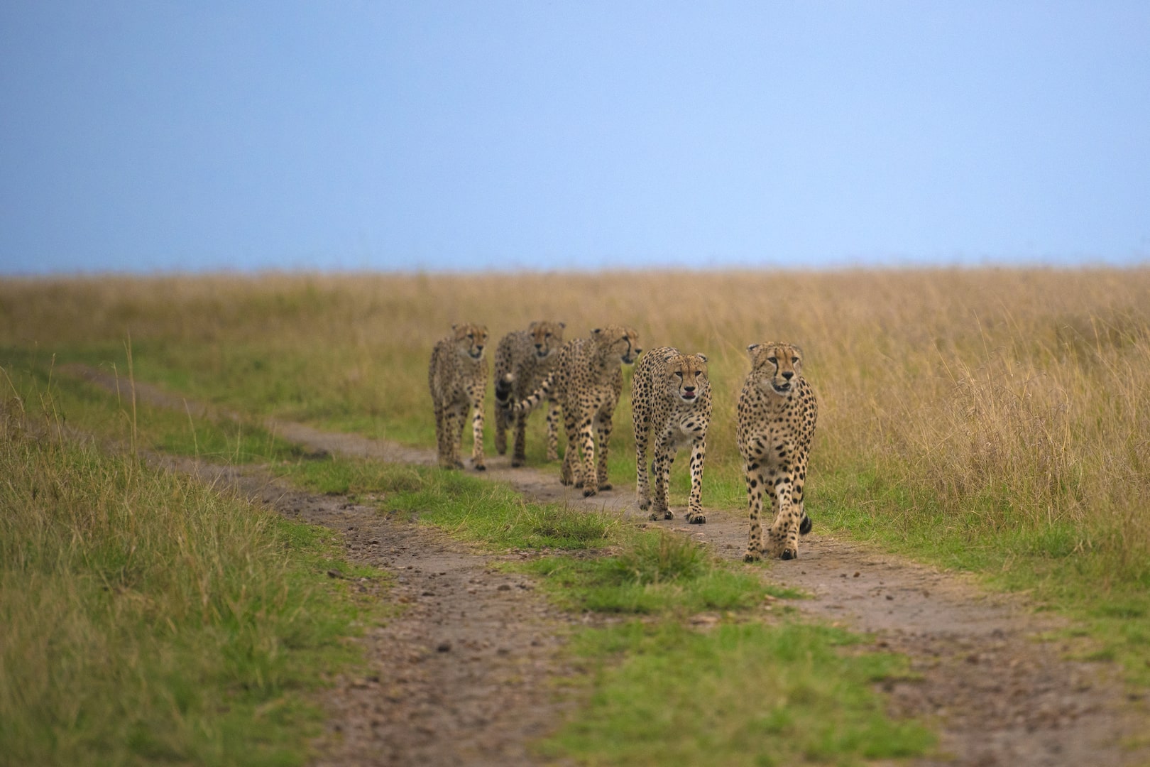 Masai Mara Game Reserve-Jungle Safari Booking-Tiger Reserve Packages-Jungle Safari Tour Booking-Best Safari Package-The Tiger Safari Company