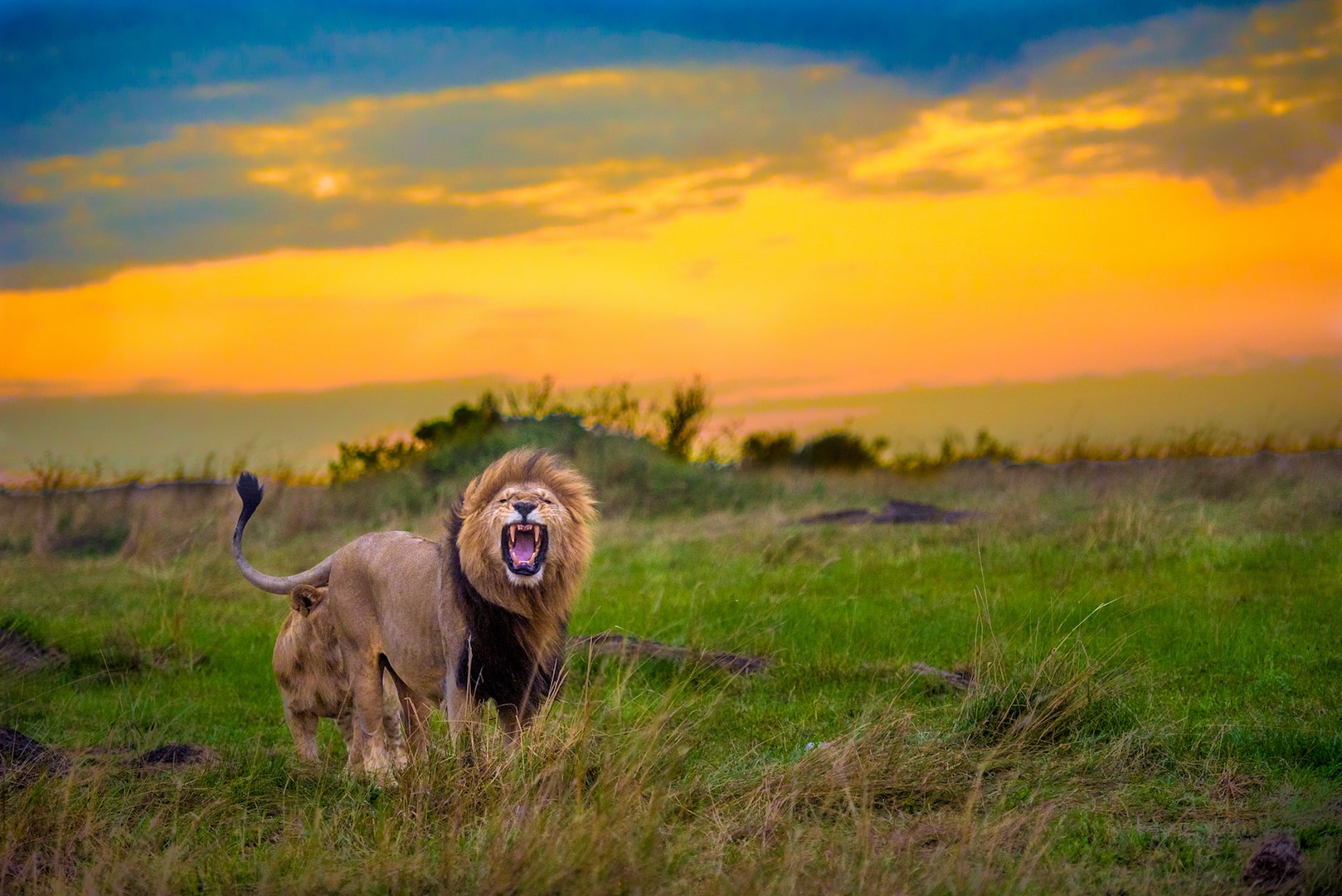 Masai Mara Game Reserve-Jungle Safari Booking-Tiger Reserve Packages-Jungle Safari Tour Booking-TheTigerSafariCompany
