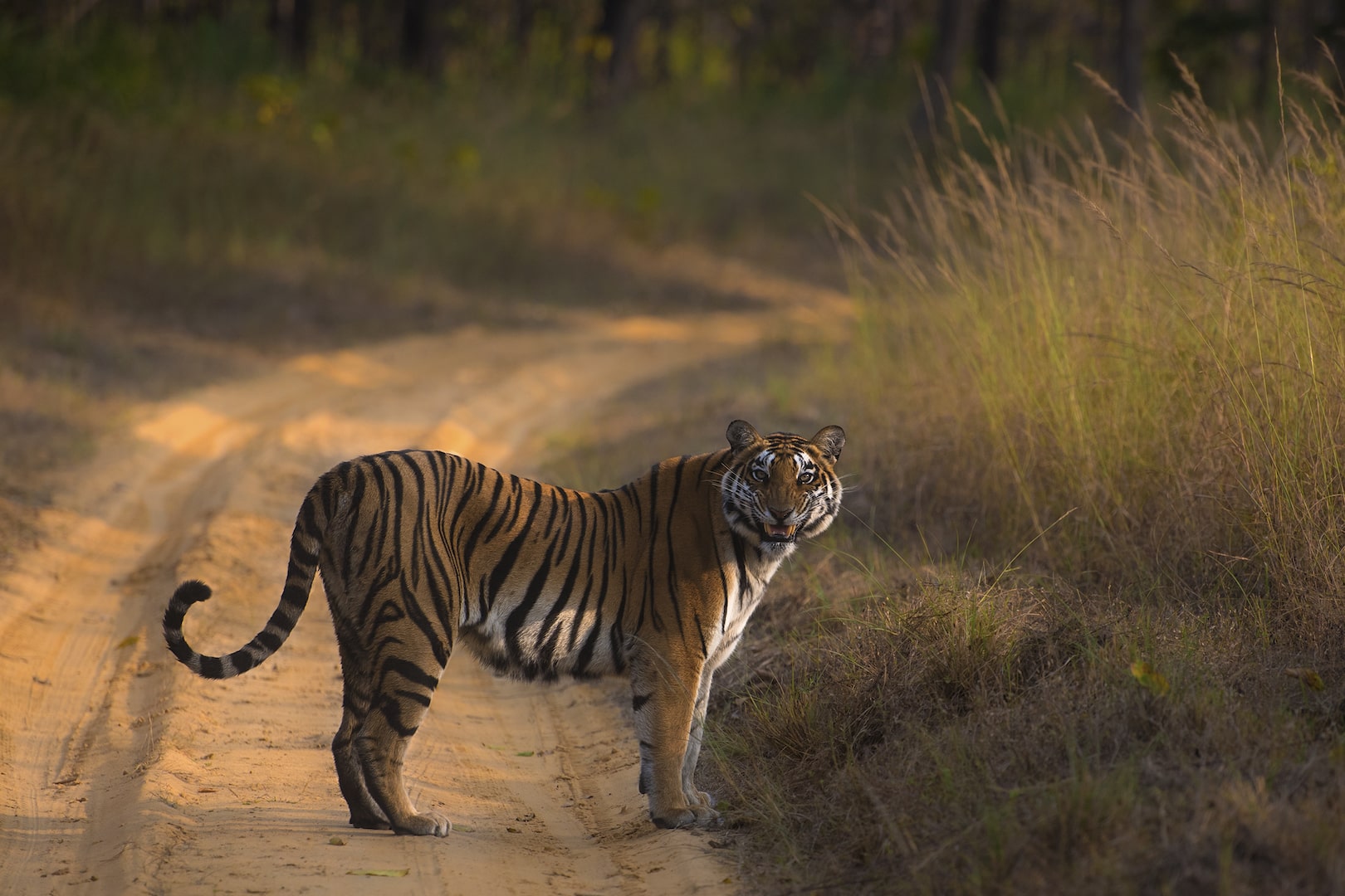 Satpura Tiger Reserve-Jungle Safari Booking-Tiger Reserve Packages-Satpura Tiger Reserve Tour Planner-The Tiger Safari Company