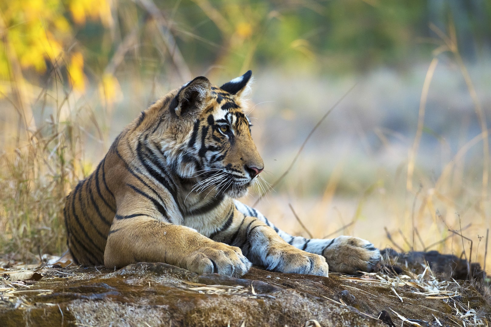 Bandipur Tiger Reserve & National Park-Jungle Safari Booking-Tiger Reserve Packages-Best Tiger Safari Company in India-Indian Jungle Tour Package