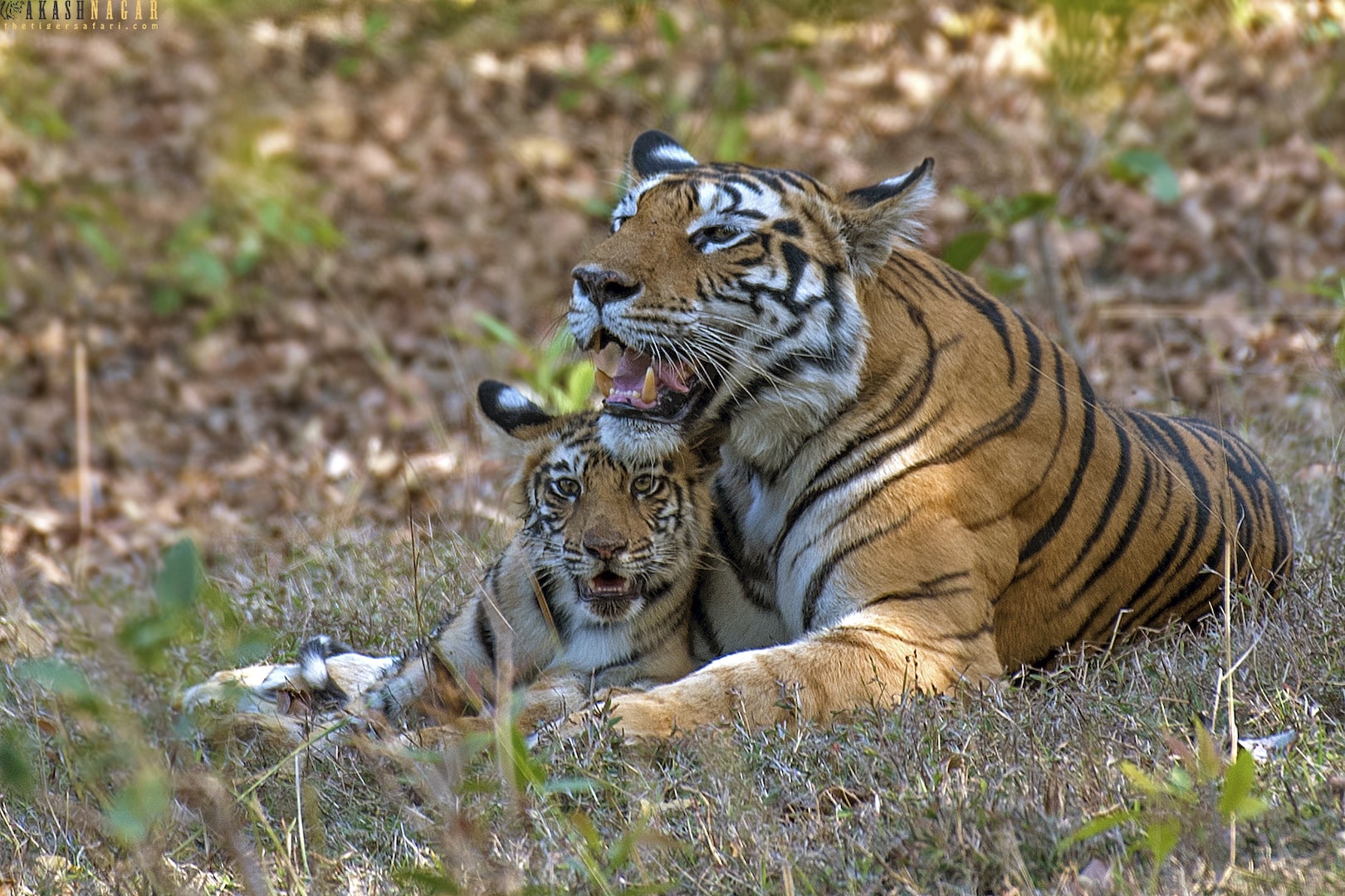 Ranthambhore Tiger Reserve-Jungle Safari Booking-Tiger Reserve Packages-Ranthambore National Park Tour Planner-The Tiger Safari Company