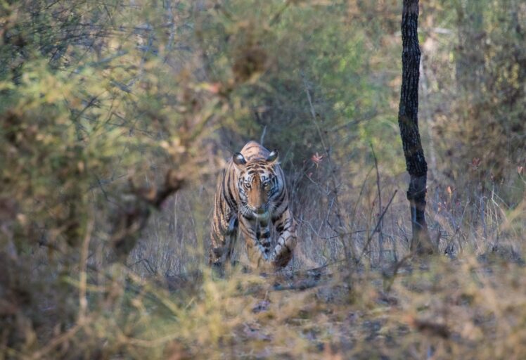 Tadoba Tiger Reserve-Jungle Safari Booking-Tiger Reserve Packages-Best Tiger Safari Company in India-Tiger Reserve Tour Packages-TheTigerSafariCompany