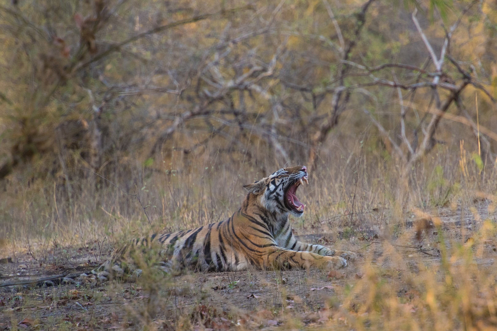 Tadoba Tiger Reserve-Jungle Safari Booking-Tiger Reserve Packages-Best Tiger Safari Company in India-Tiger Reserve Tour Packages-TheTigerSafariCompany