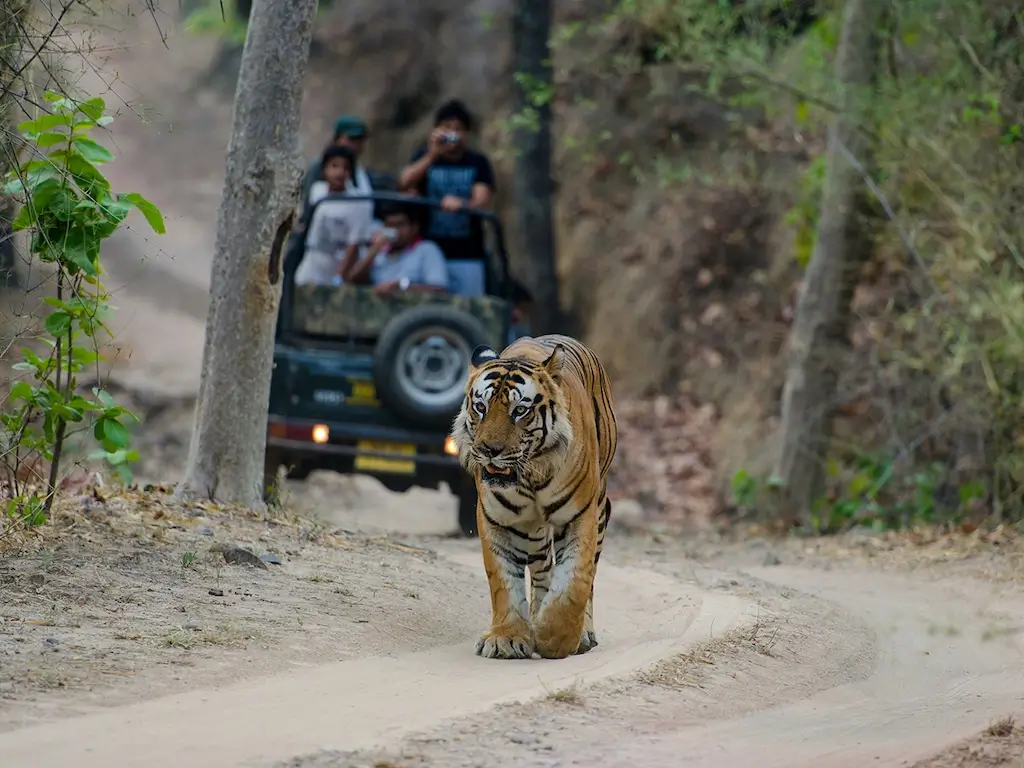 Tiger Safari-Best Tiger safari companies-Jungle Safari In India-wildlife safari packages-Bird Watching-Jungle Tour Package-TheTigerSafari