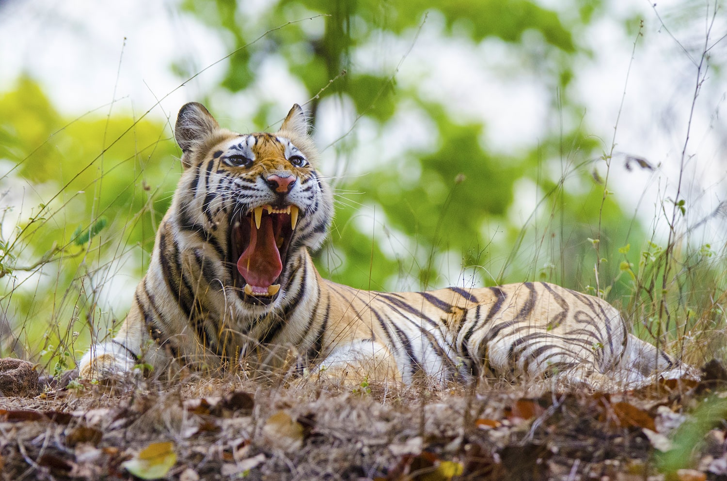 Tiger Safari-Best Tiger safari companies-Stay in Jungle-Safari Package In India-wildlife safari deals-Bird Watching-Best Jungle Tour Package-TheTigerSafari-Wild Entrepreneurs | Jungle Safari Packages | Trusted Tour Operators