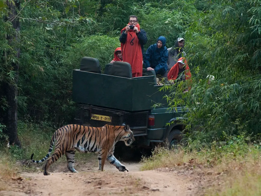 Tiger Safari-Best Tiger safari companies-Stay in Jungle-Safari Package In India-wildlife safari deals-Bird Watching-Best Jungle Tour Package-TheTigerSafari