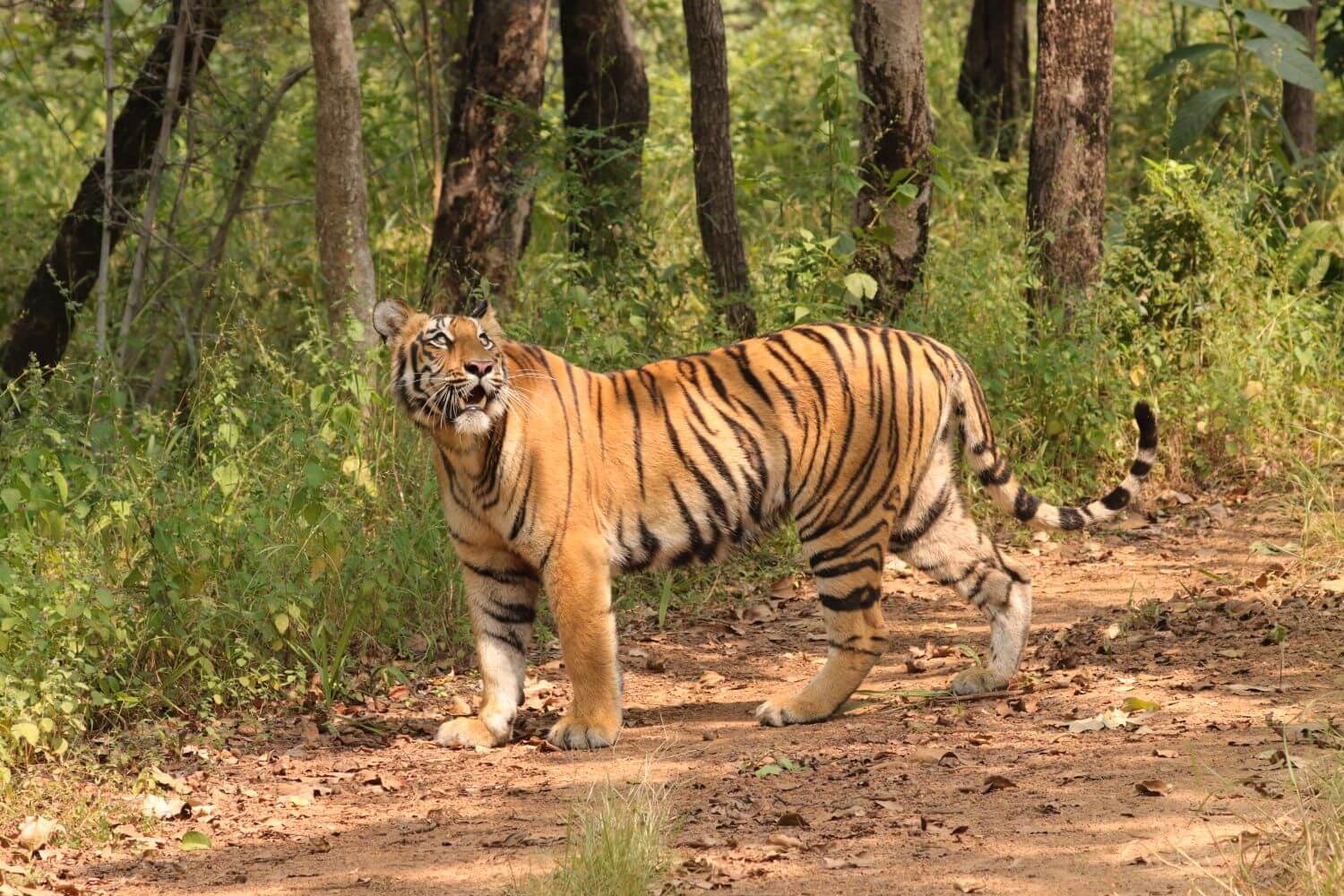 tathastu resort tadoba, tadoba jungle resort, tadoba tiger reserve lodge, family resort near tadoba, tadoba jungle cottages, tadoba wildlife resort-The Tiger Safari